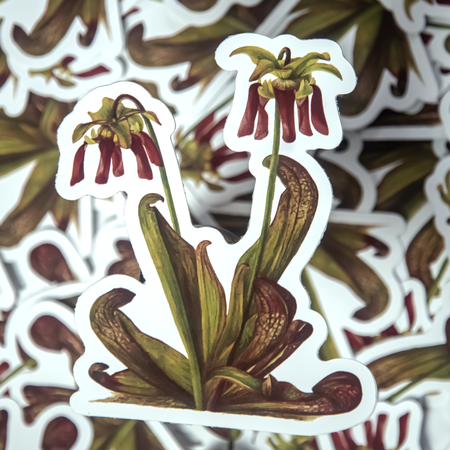 Parrot Pitcher Plant Die-Cut Sticker (4x4in)