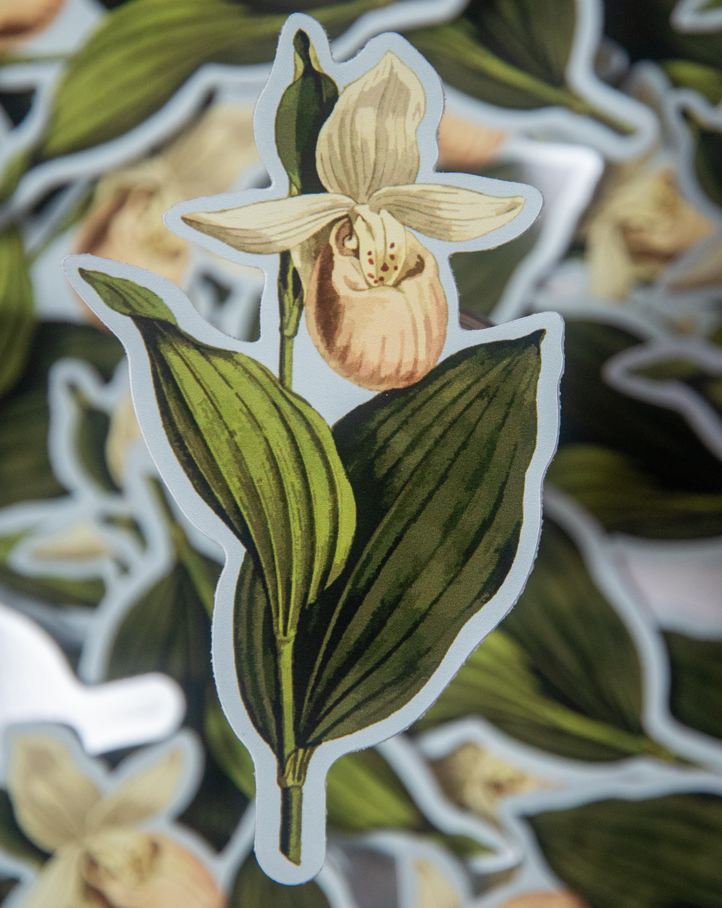 'Showy Lady's Slipper Orchid' die-cut sticker