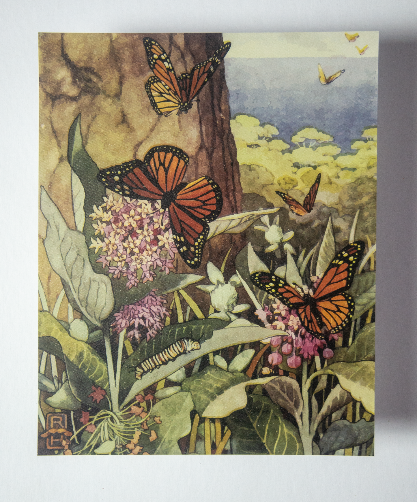 Monarch Butterfly-King Billy (8x10in)