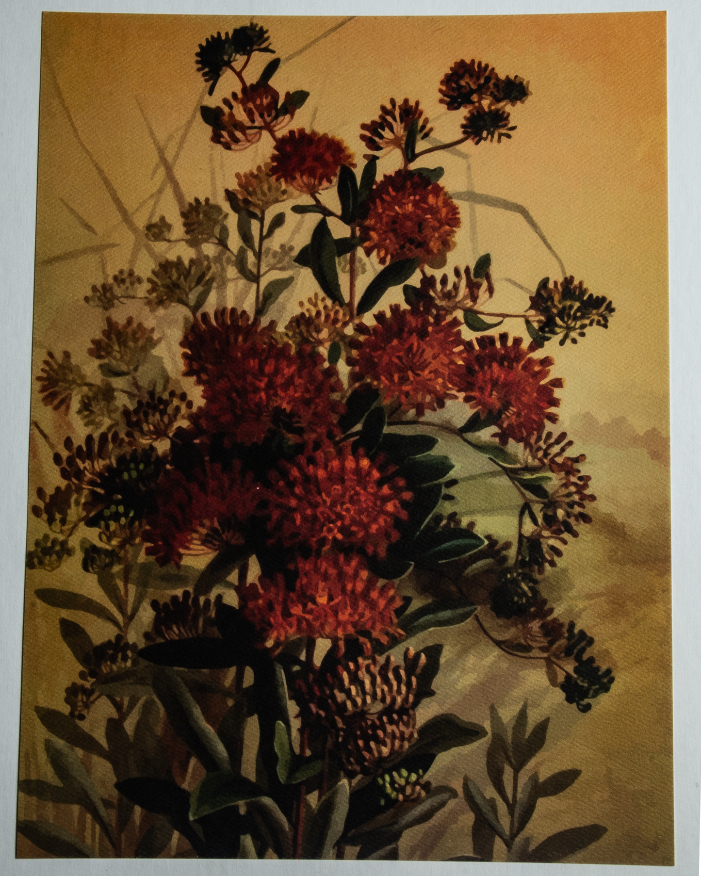 'Butterfly Milkweed' art print