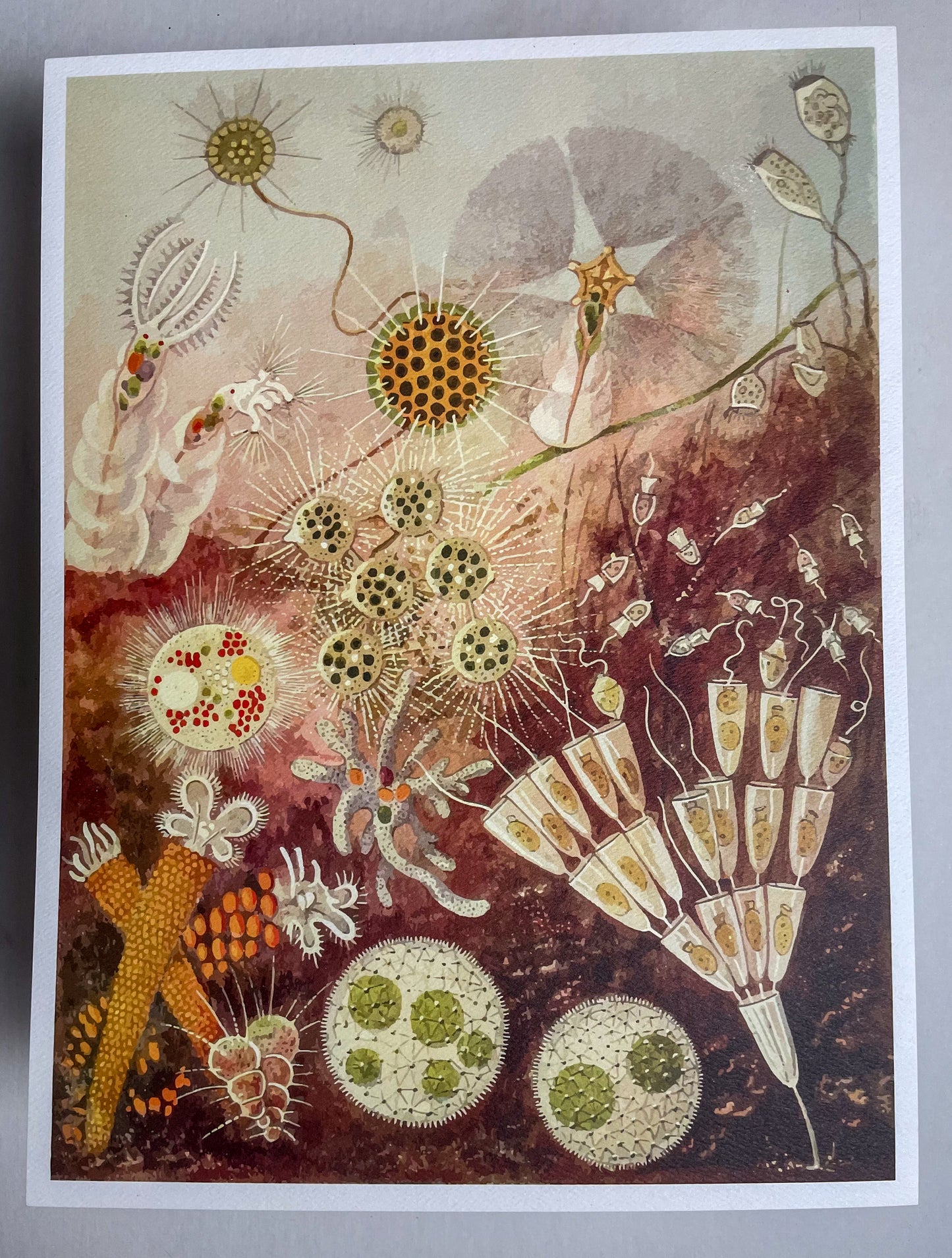 'Minute Life in Ponds and Streams' Art Print