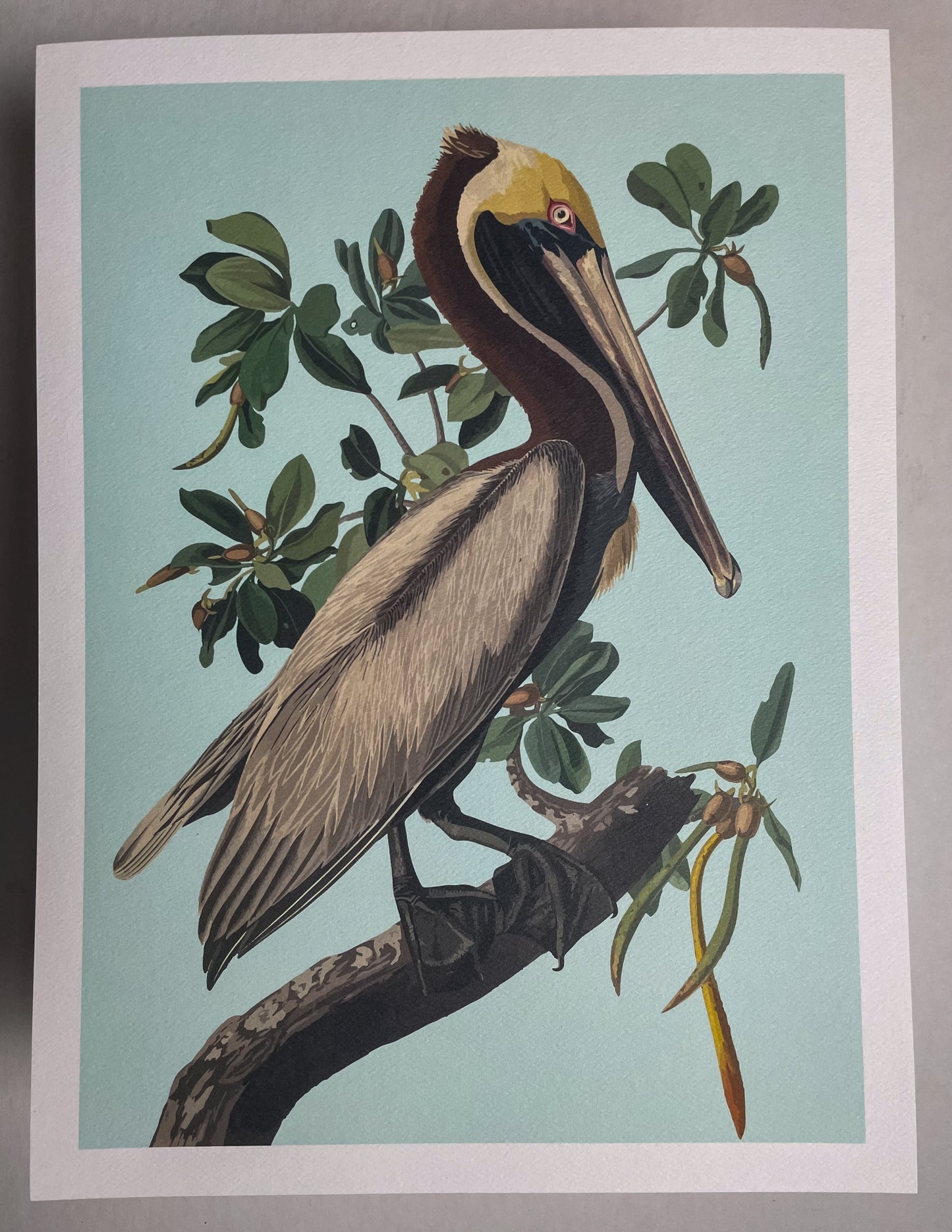 Mangrove Pelican Art Print
