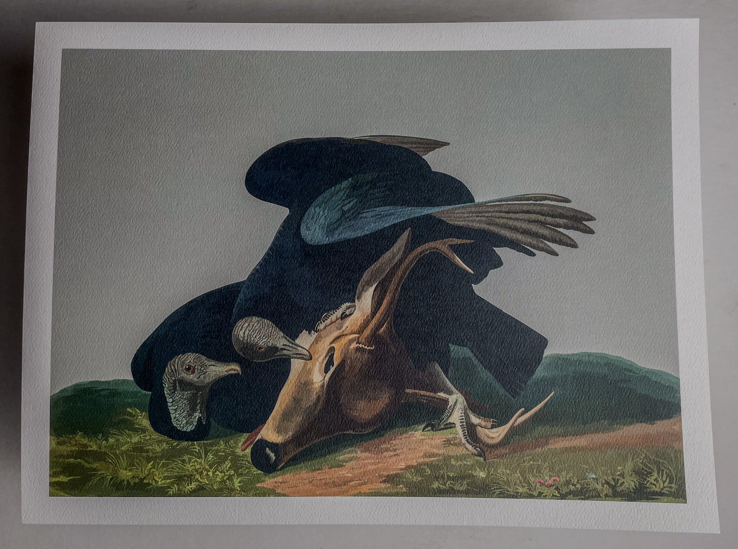 'Black Vulture' Art Print