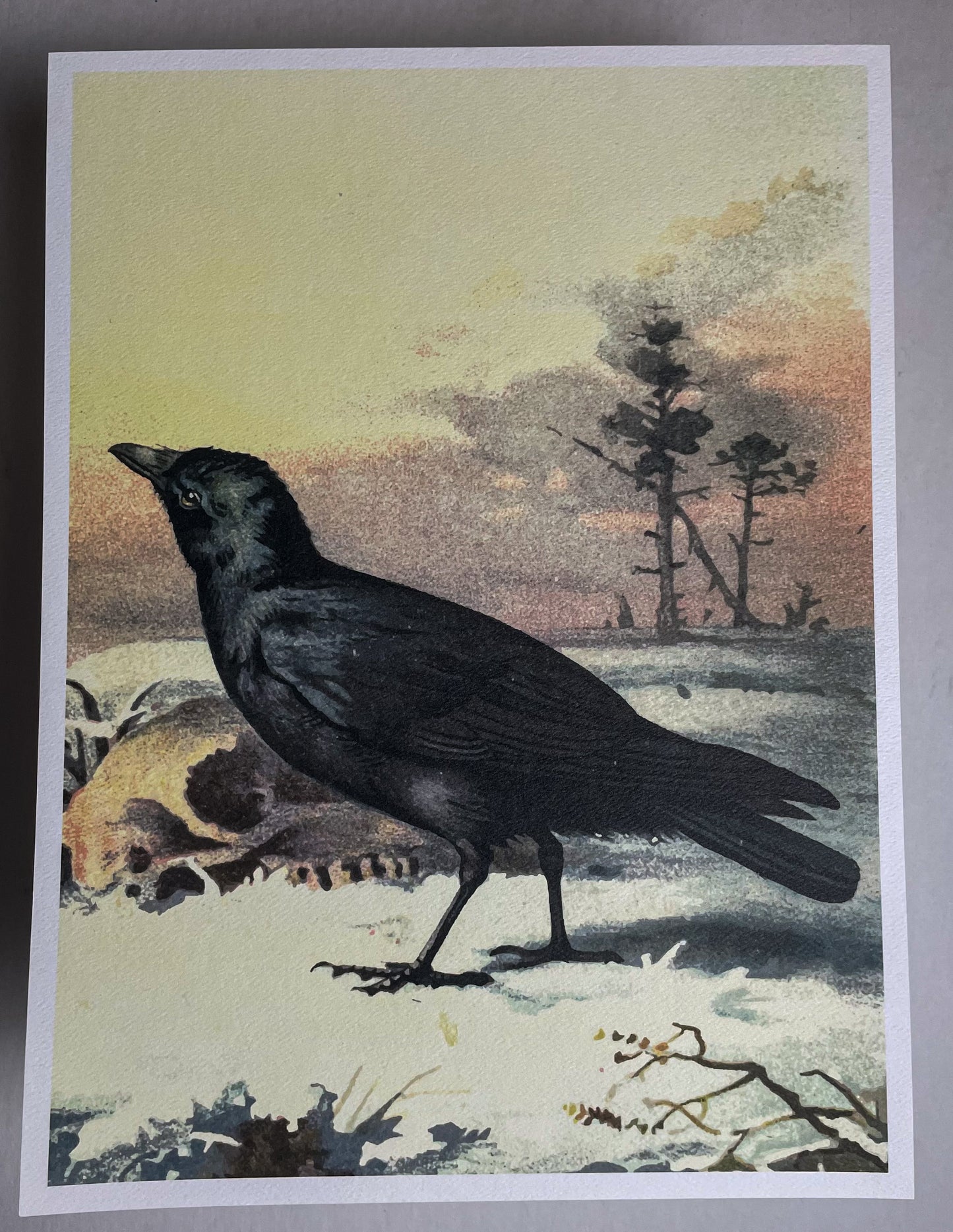 'Carrion Crow' Art Print