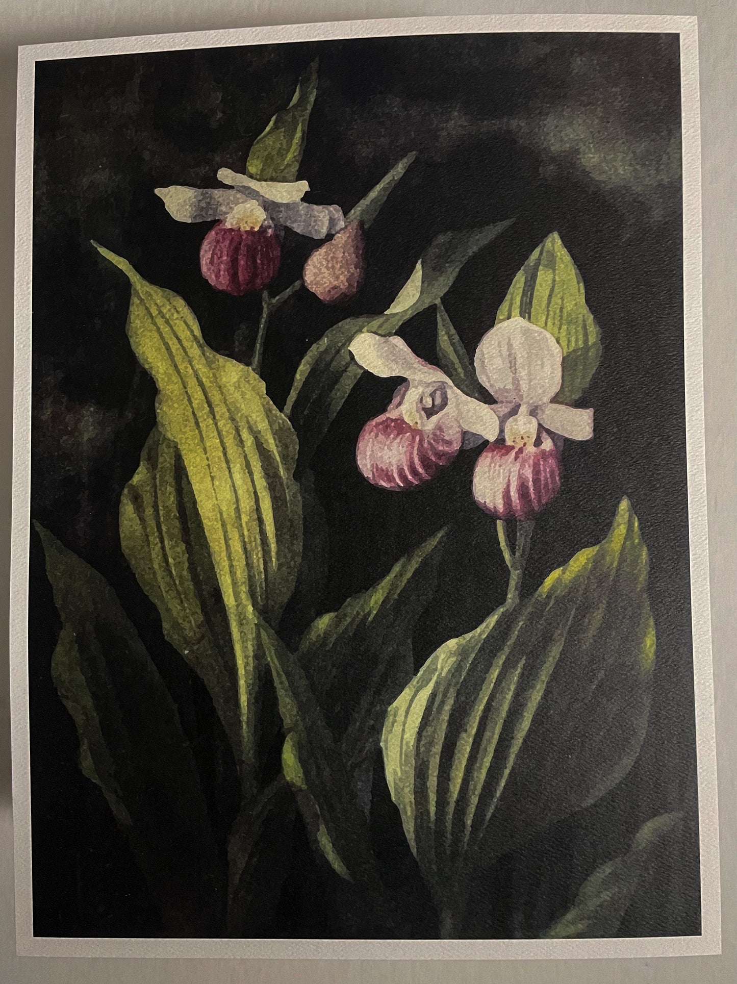 'Showy Lady's Slipper Orchid' Art Print