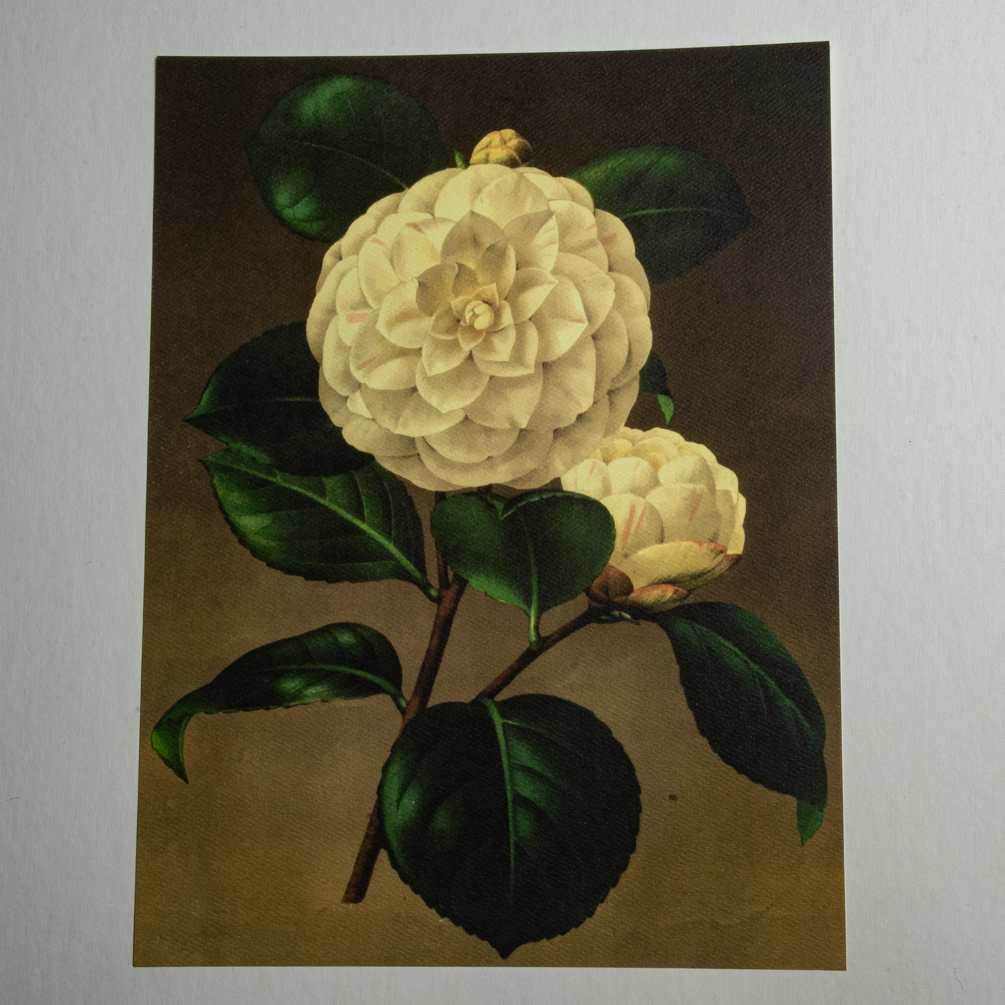 'Camelia' art print