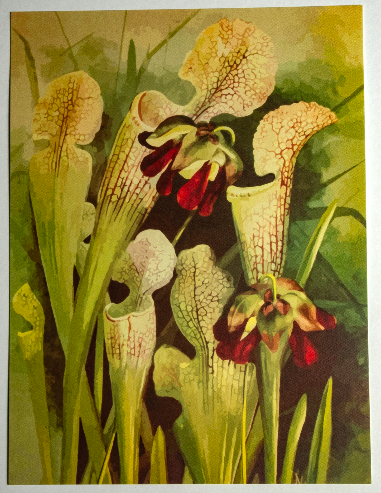 'White-Top Pitcher Plant' art print