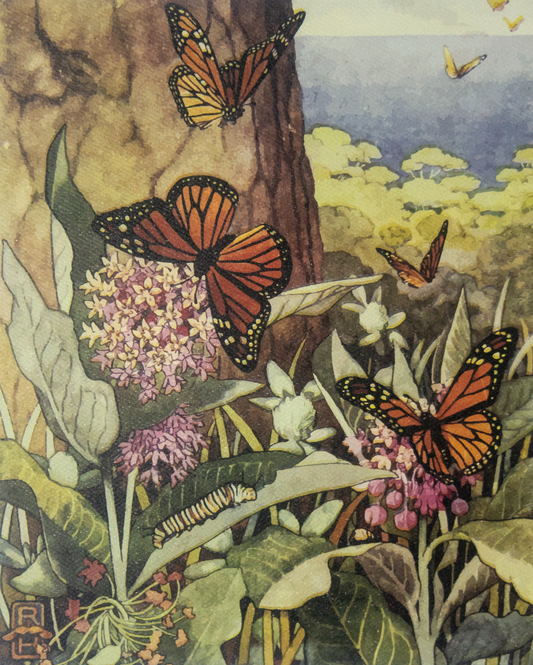 Monarch Butterfly-King Billy (8x10in)