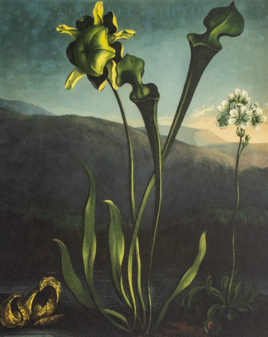 'Bog Plants' Art Print