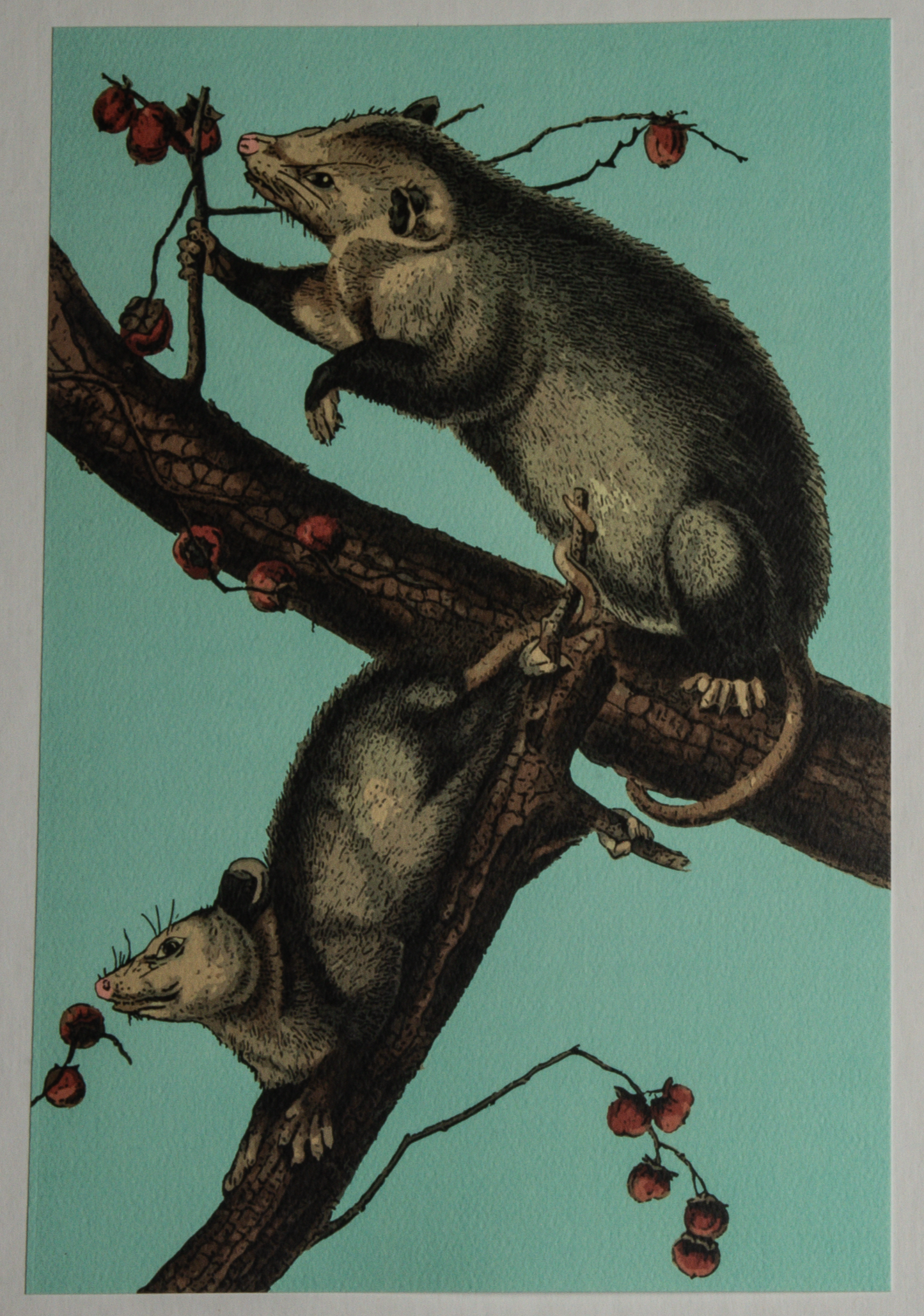 Possums in a persimmon tree art print