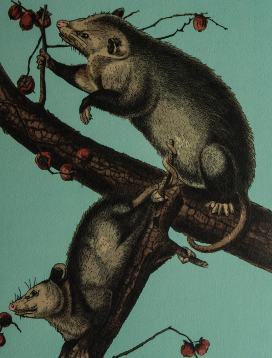 Possums in a persimmon tree art print
