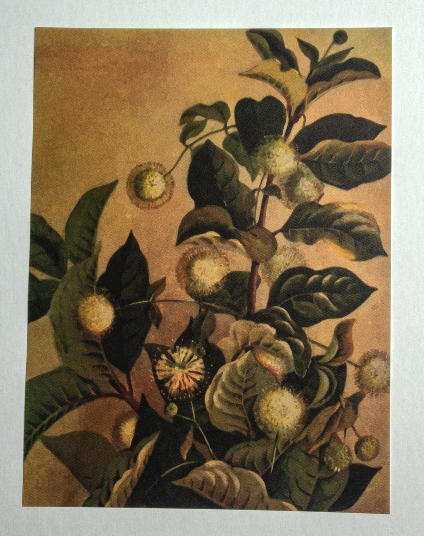 'Buttonbush' Art Print