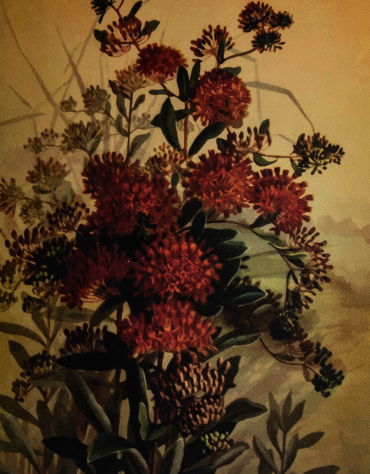 'Butterfly Milkweed' art print