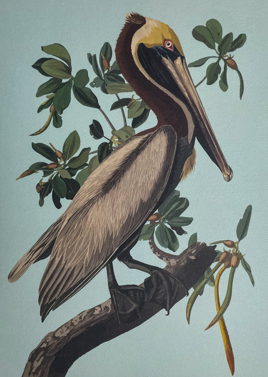 Mangrove Pelican Art Print