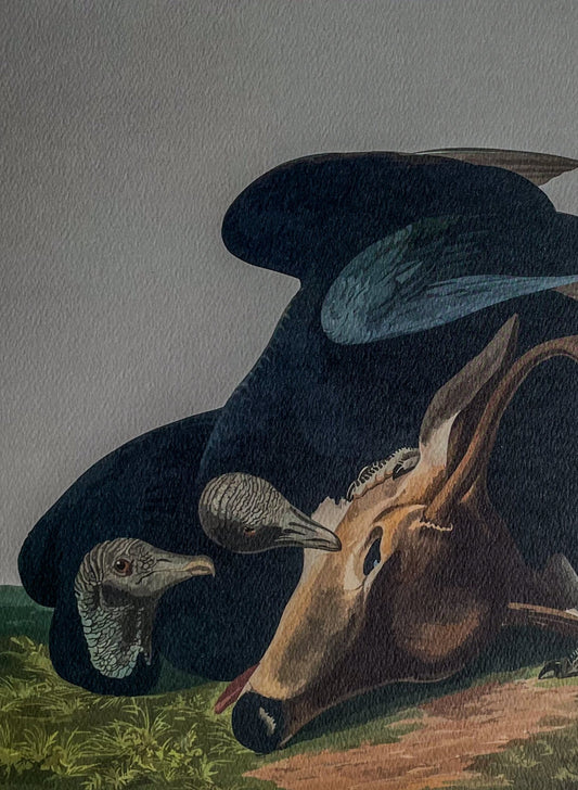 'Black Vulture' Art Print