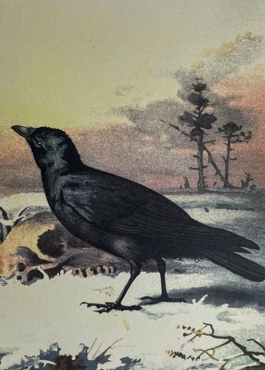 'Carrion Crow' Art Print
