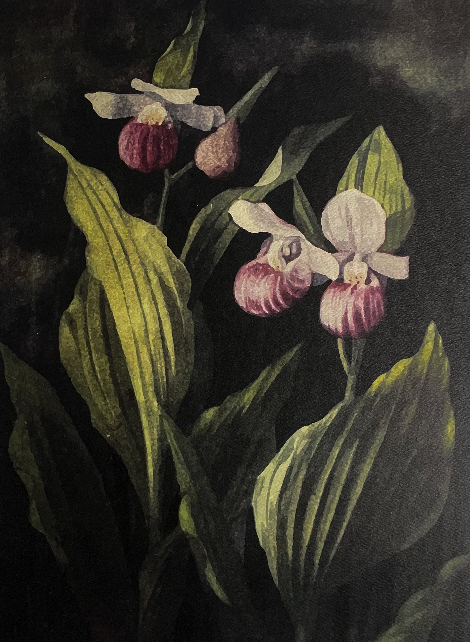 Showy Lady's Slipper Orchid' Art Print – swampstone studio