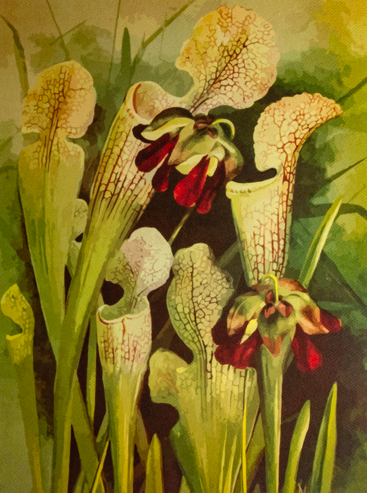 'White-Top Pitcher Plant' art print
